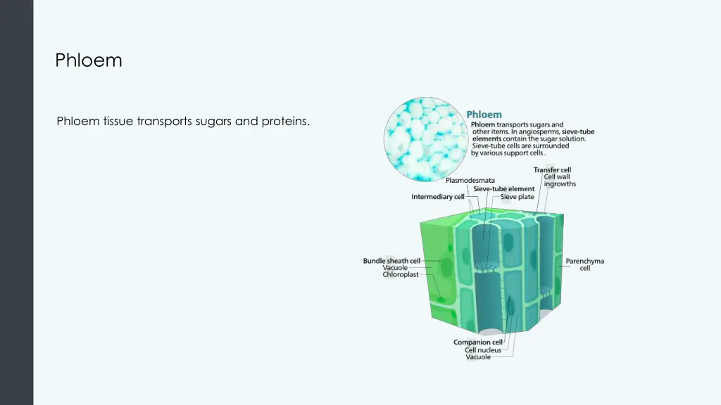 phloem
