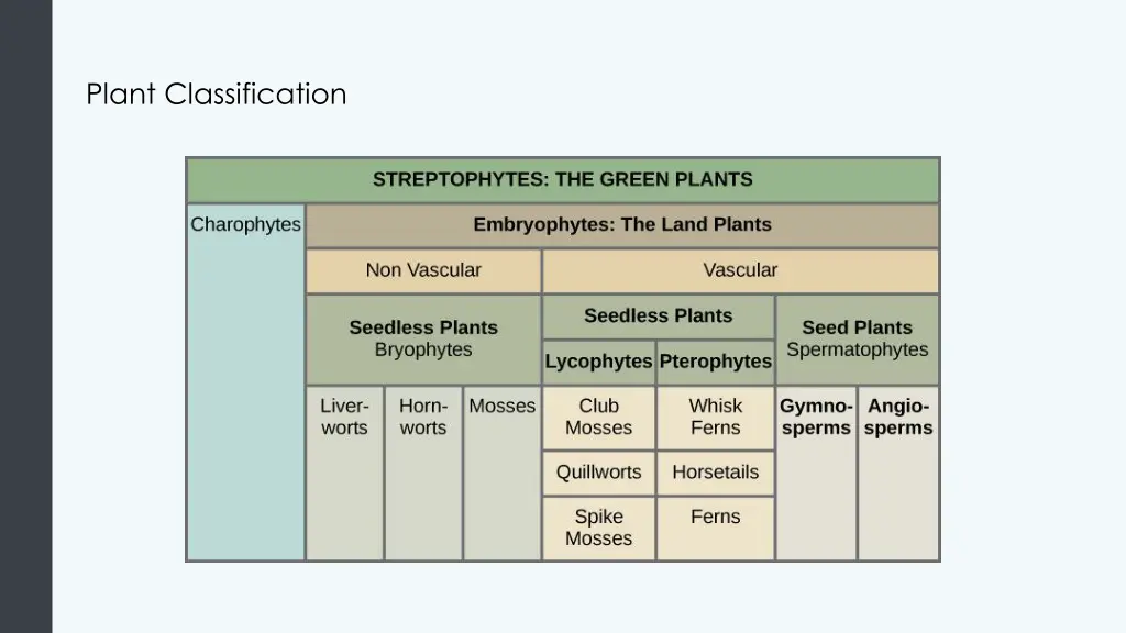 plant classification