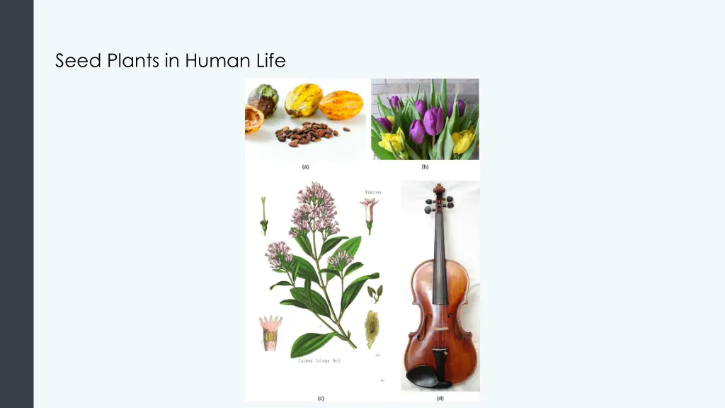 seed plants in human life