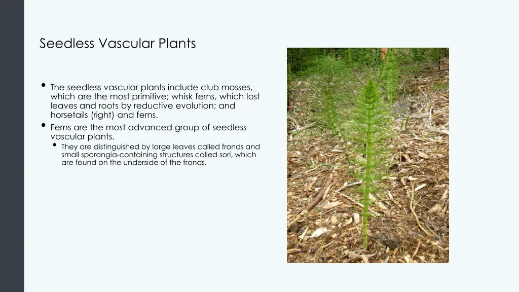 seedless vascular plants