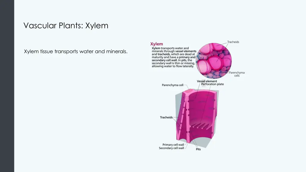 vascular plants xylem