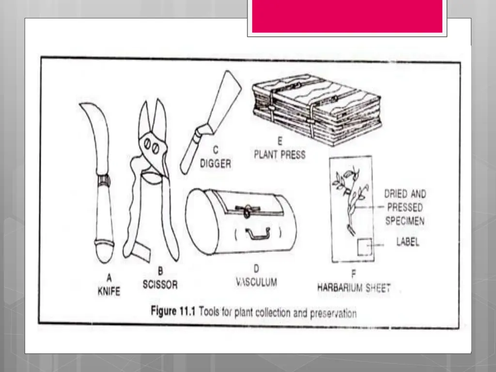 tools for plant collection and presevation