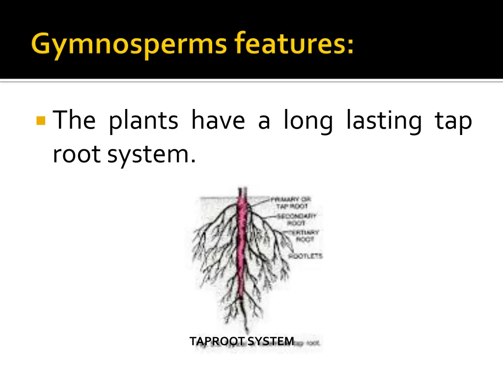 the plants have a long lasting tap root system