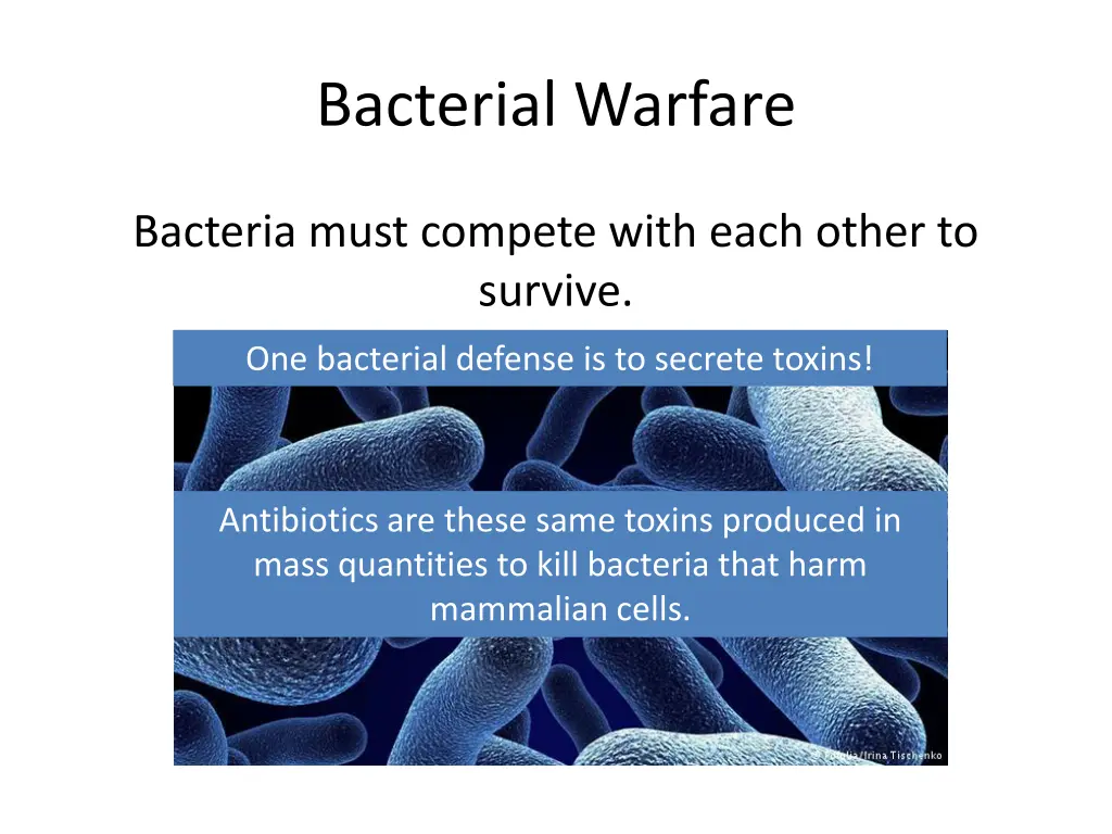 bacterial warfare