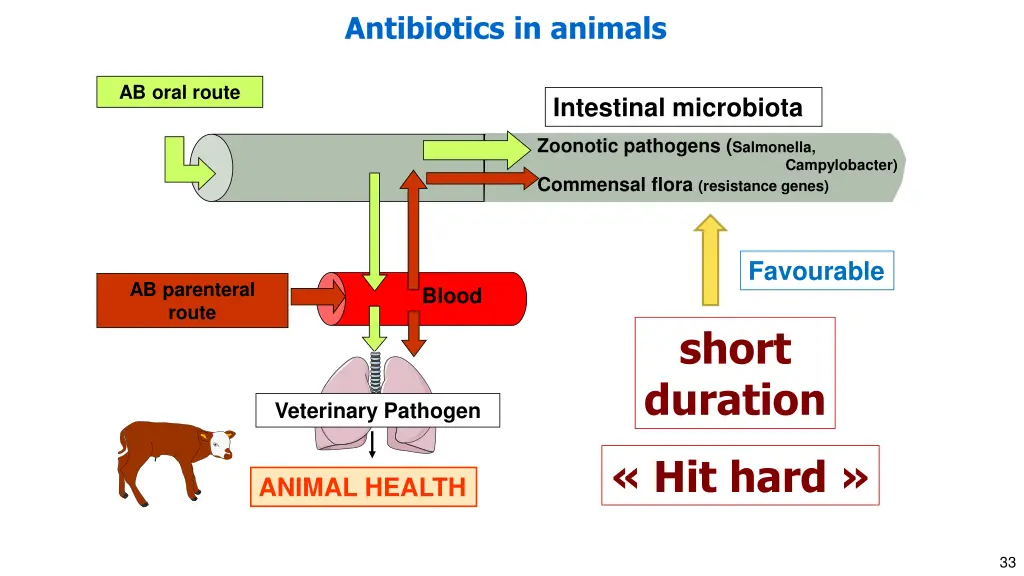 antibiotics in animals 1