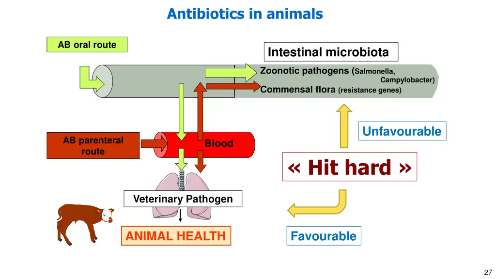 antibiotics in animals