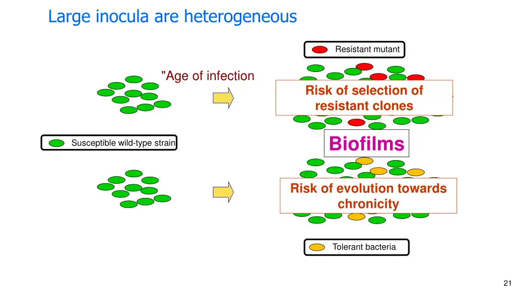 large inocula are heterogeneous 1