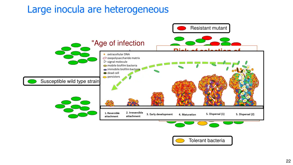 large inocula are heterogeneous 2