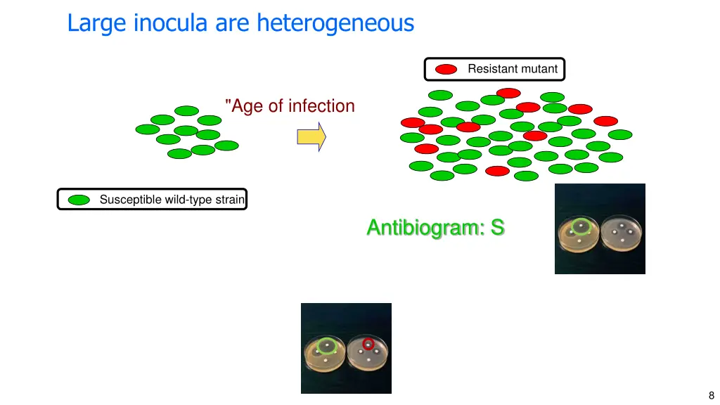 large inocula are heterogeneous