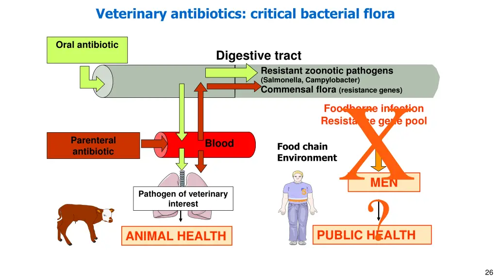 veterinary antibiotics critical bacterial flora