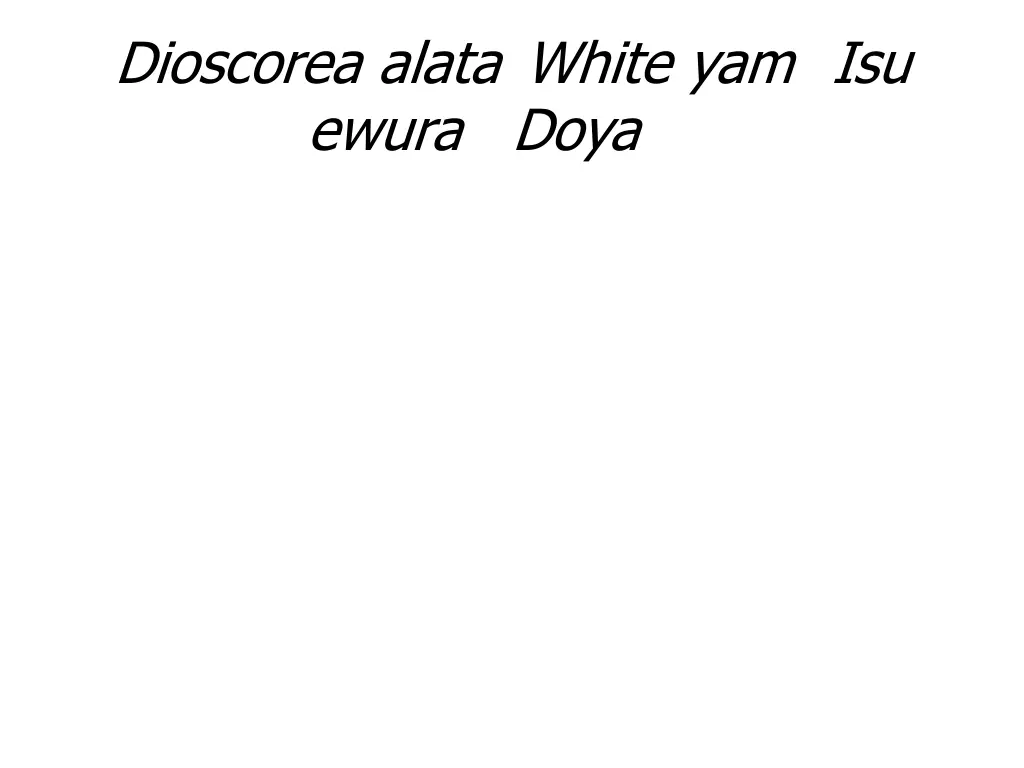 dioscorea alata white yam isu ewura doya