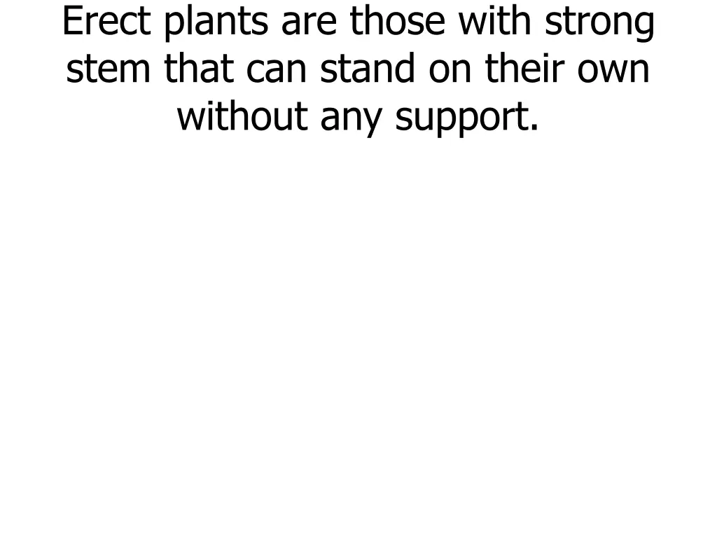 erect plants are those with strong stem that