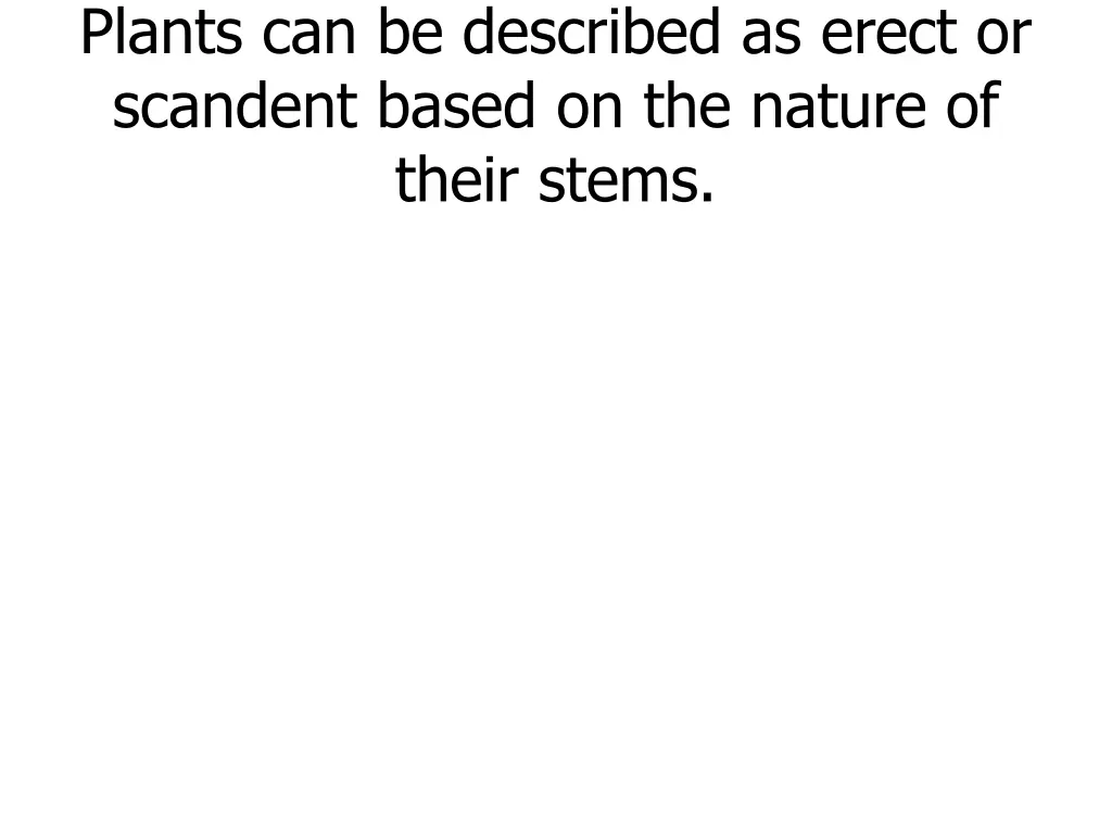 plants can be described as erect or scandent