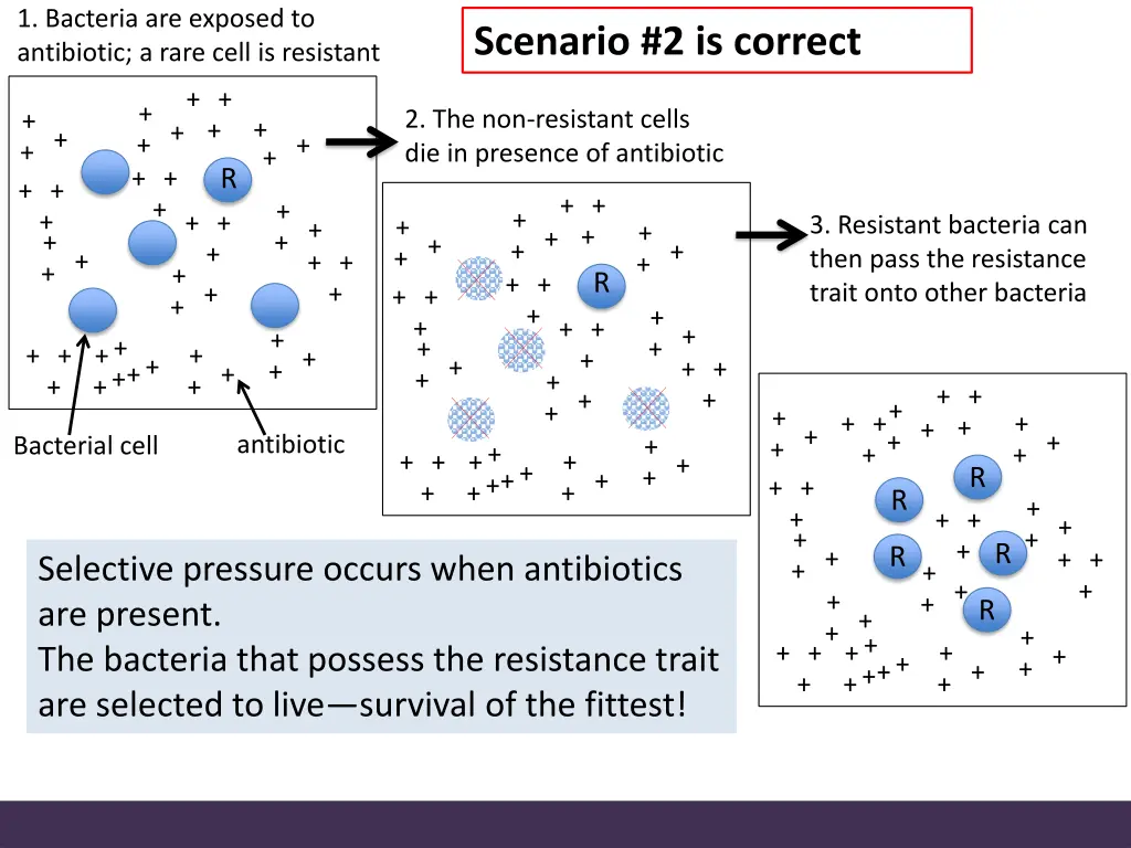 1 bacteria are exposed to antibiotic a rare cell 1