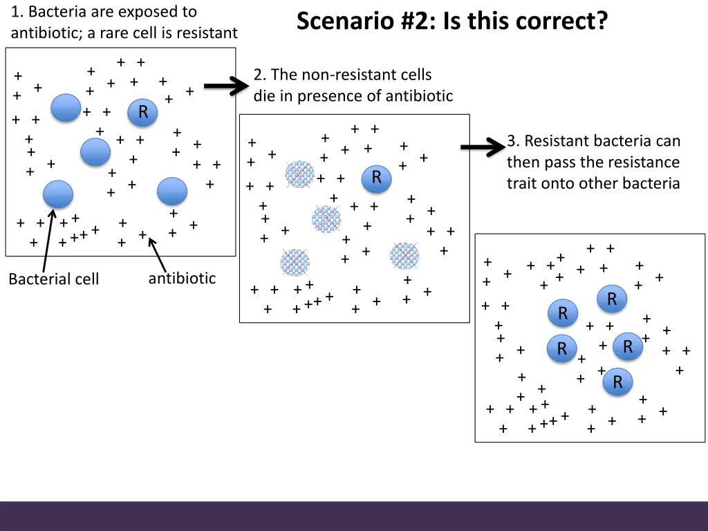 1 bacteria are exposed to antibiotic a rare cell