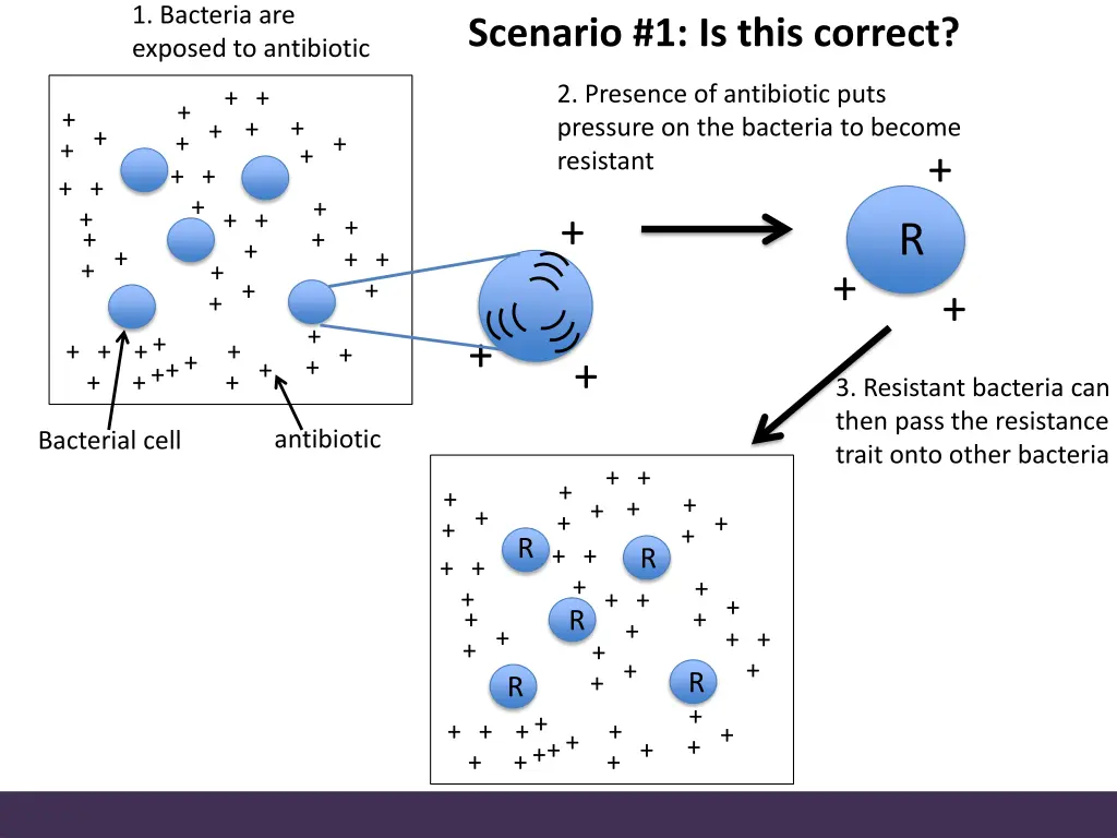 1 bacteria are exposed to antibiotic