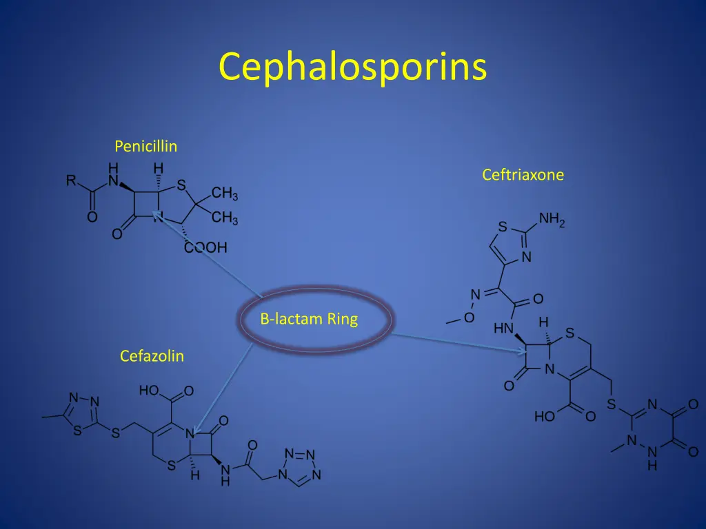 cephalosporins