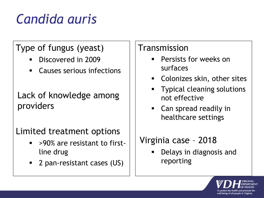 candida auris