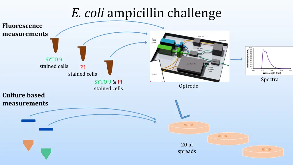 e coli ampicillin challenge