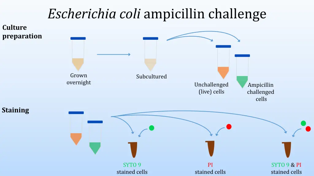 escherichia coli ampicillin challenge