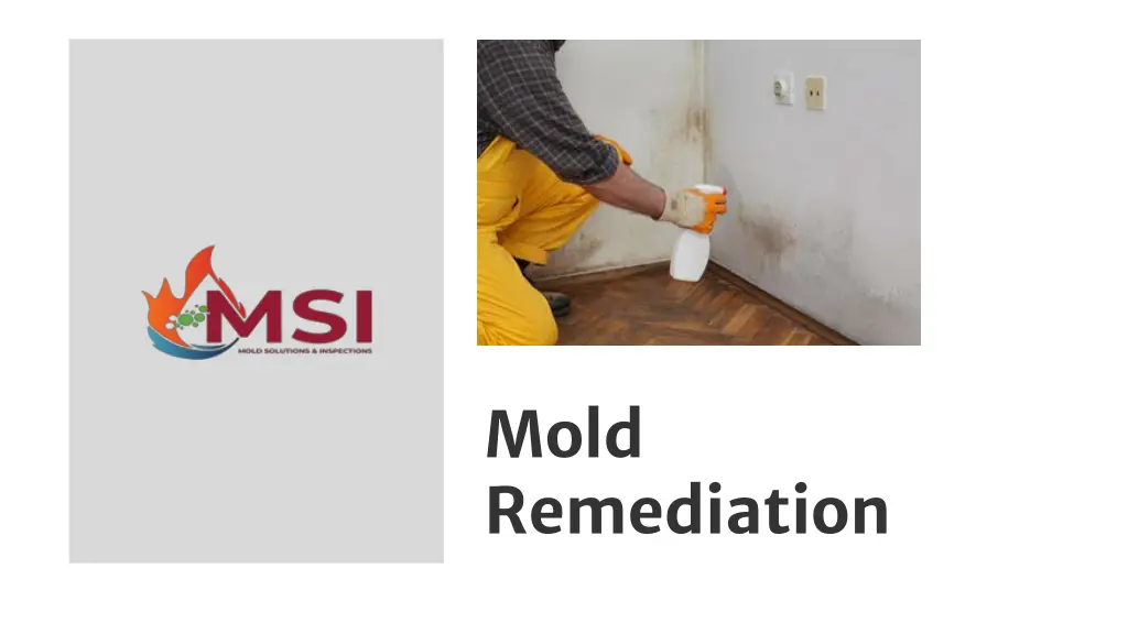 mold remediation