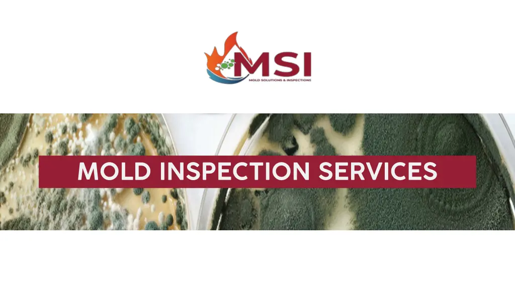 mold inspection services