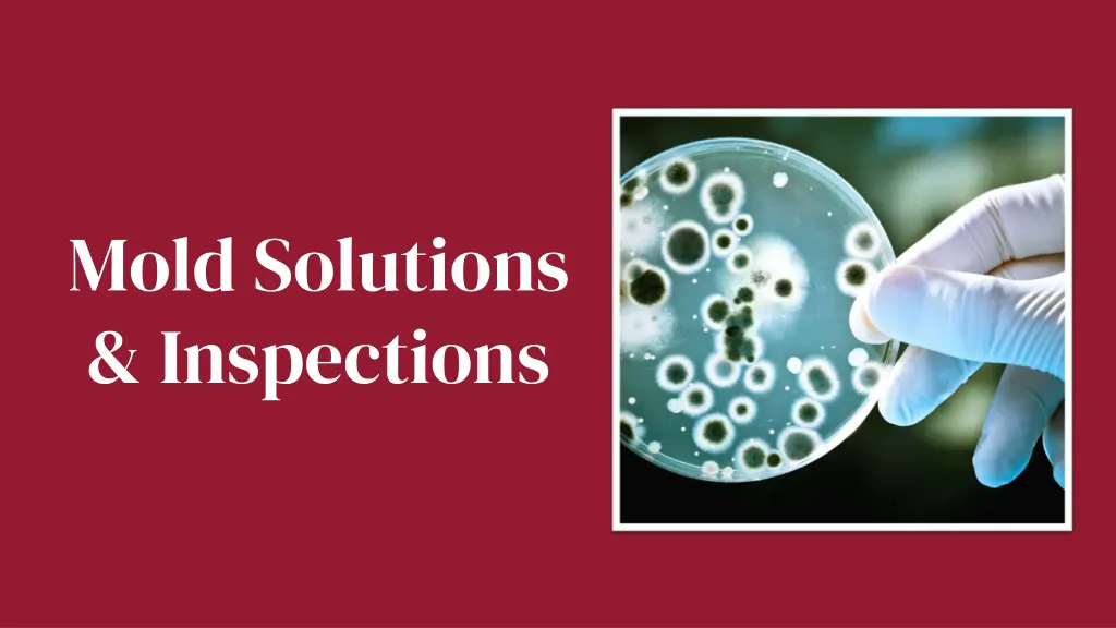 mold solutions inspections