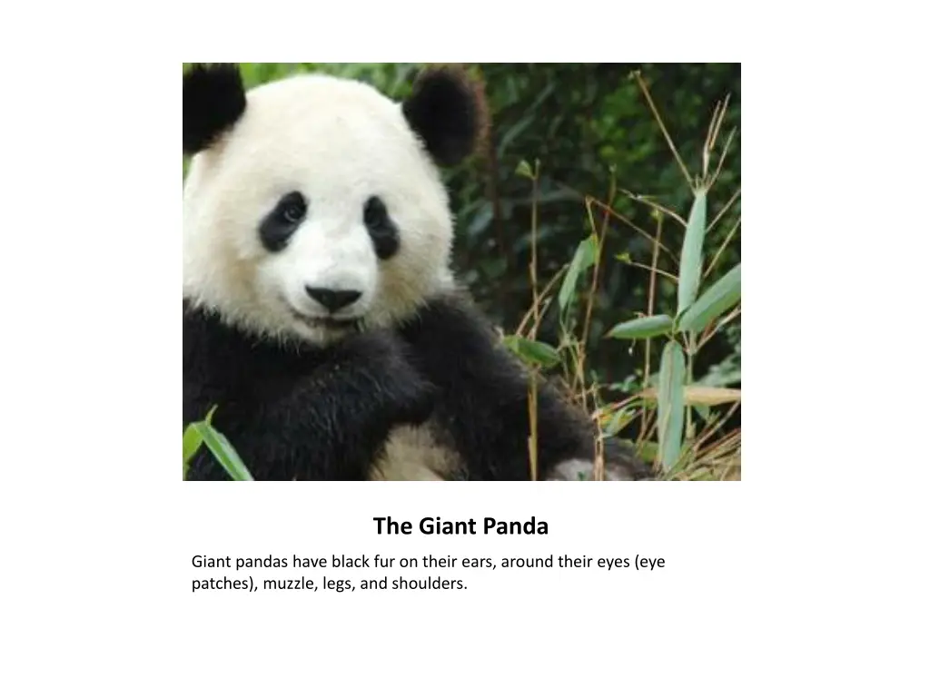 the giant panda