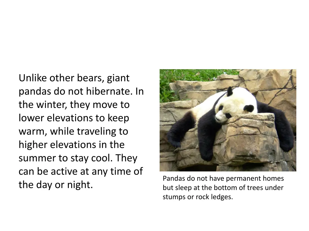 unlike other bears giant pandas do not hibernate