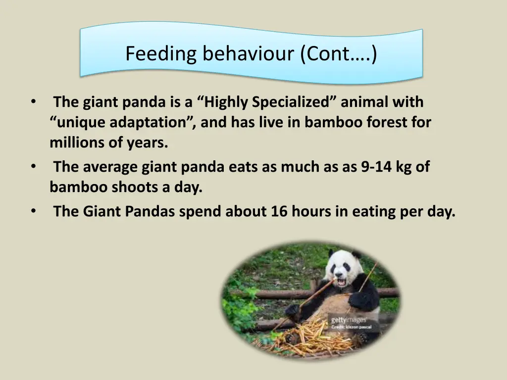 feeding behaviour cont