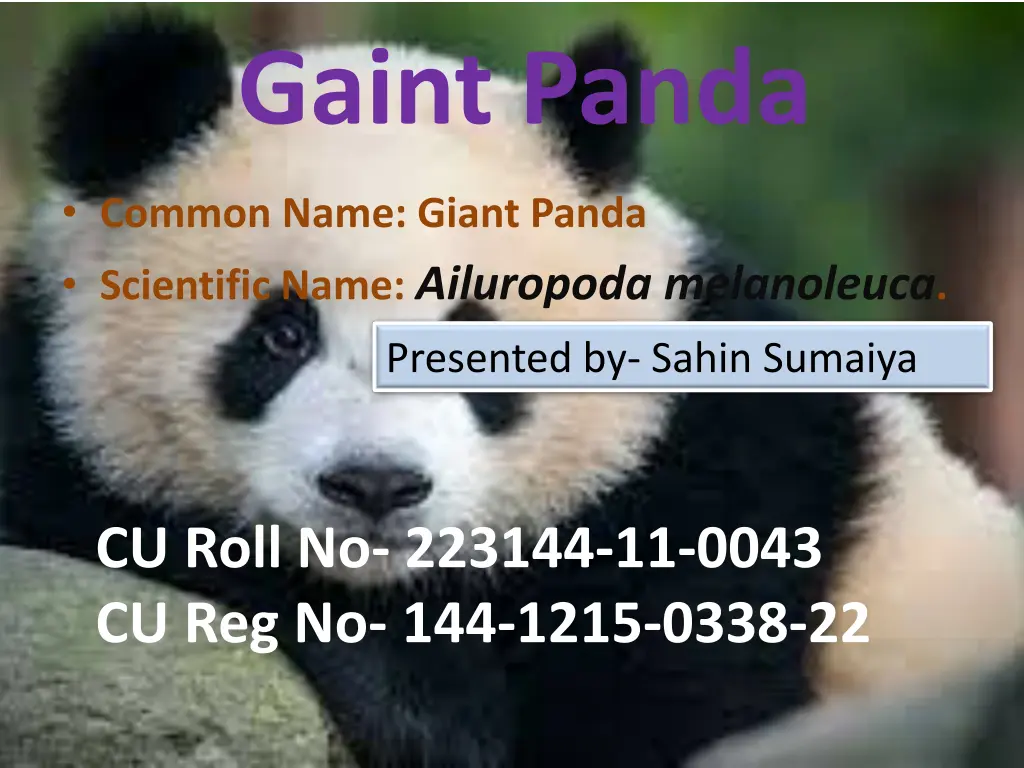 gaint panda