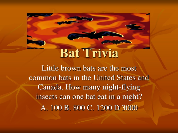 bat trivia little brown bats are the most common