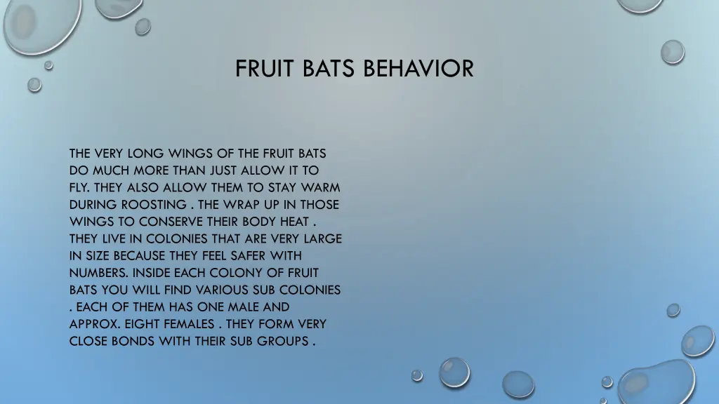 fruit bats behavior