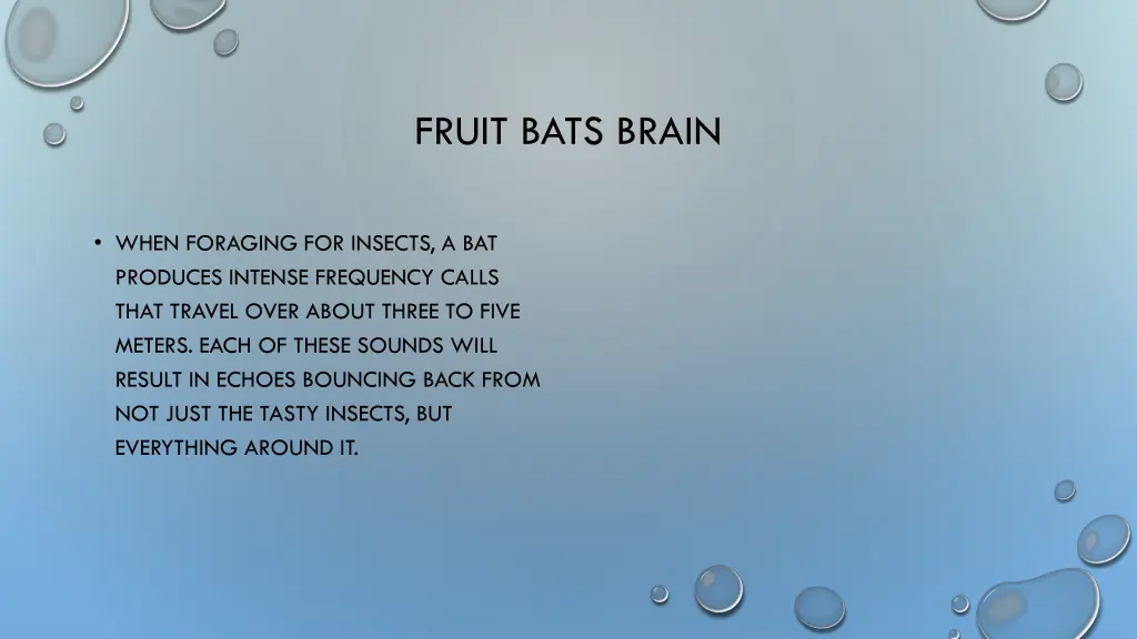 fruit bats brain