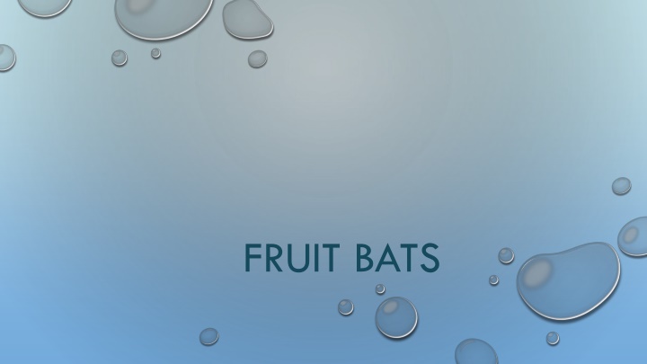 fruit bats