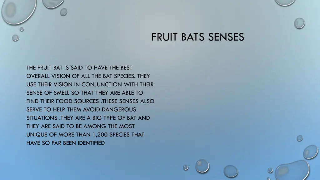 fruit bats senses