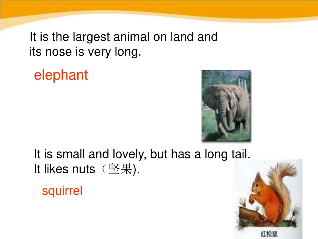 it is the largest animal on land and its nose