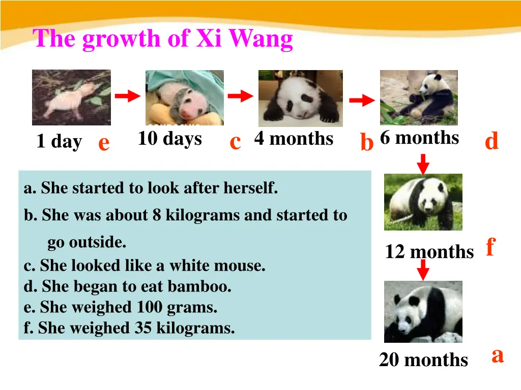 the growth of xi wang