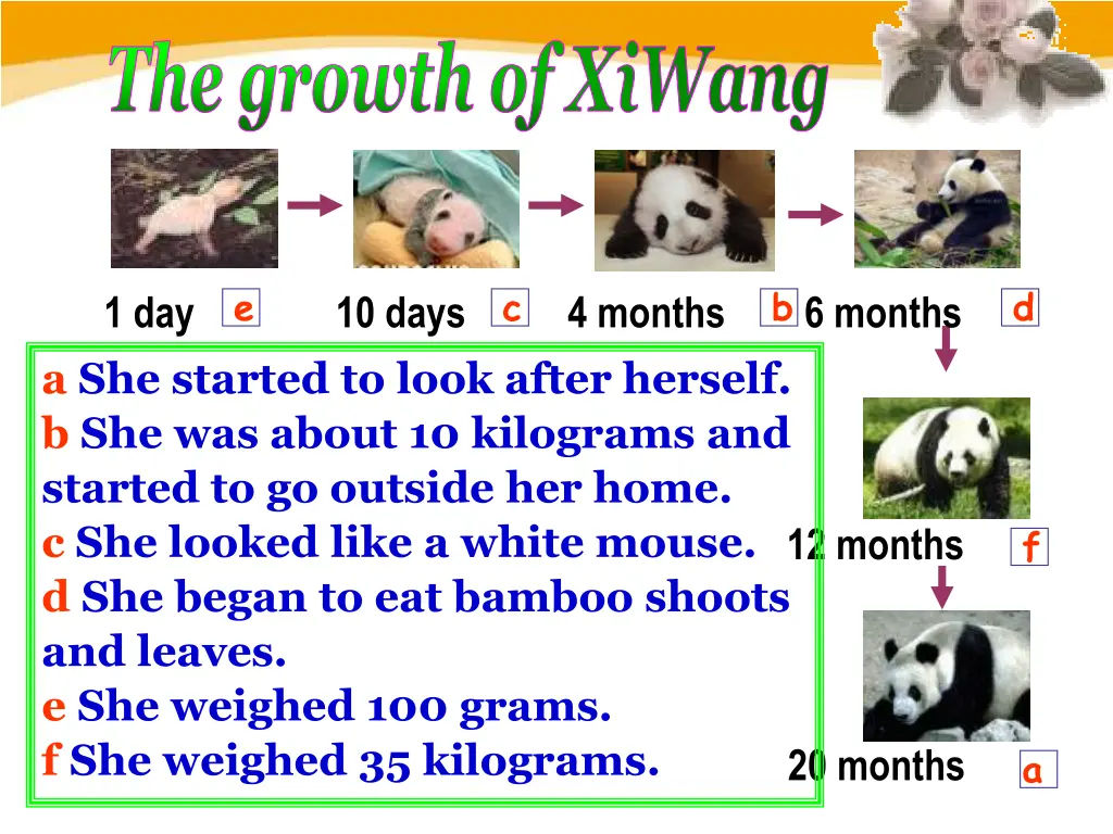 the growth of xiwang