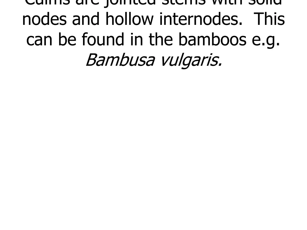 culms are jointed stems with solid nodes