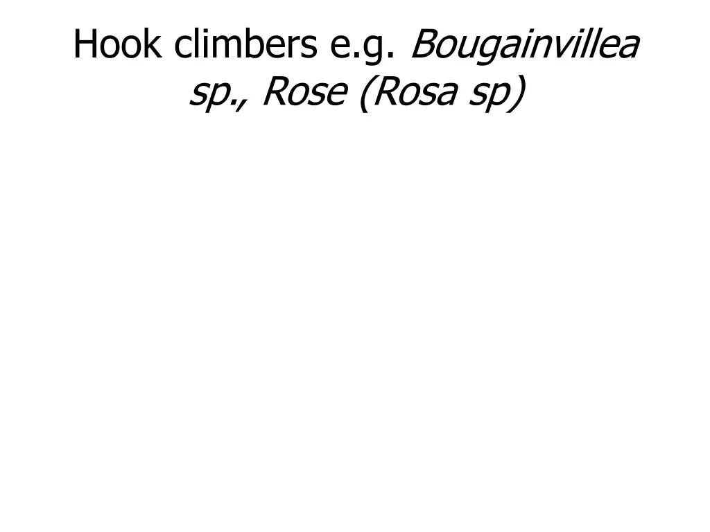 hook climbers e g bougainvillea sp rose rosa sp