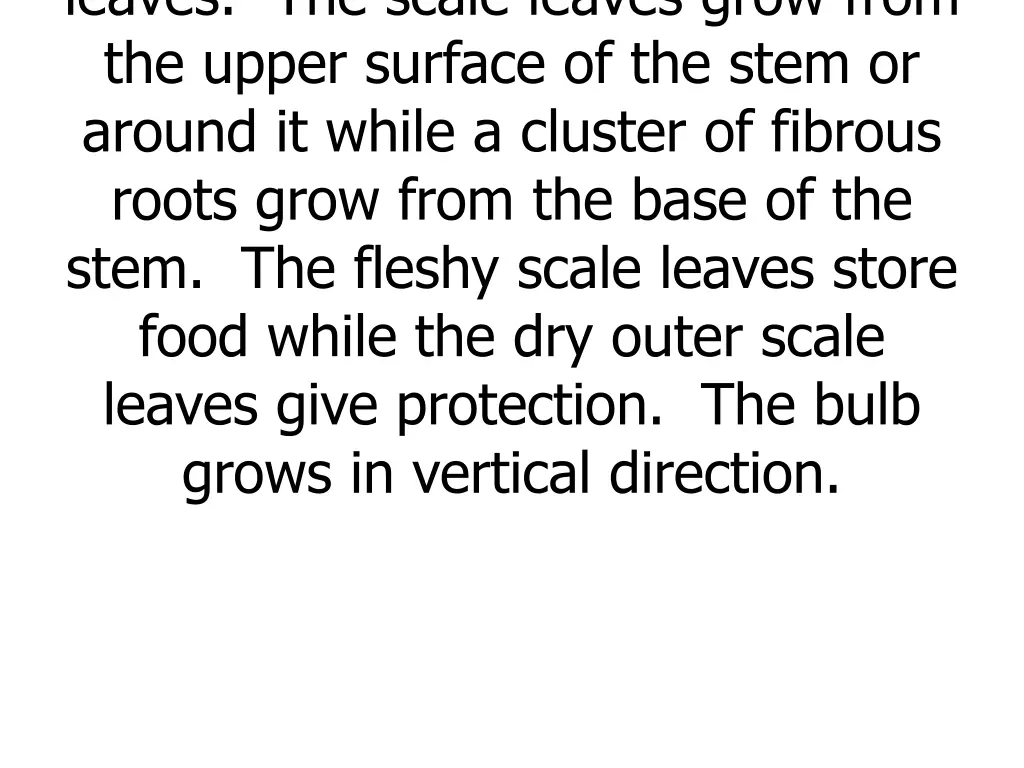 leaves the scale leaves grow from the upper