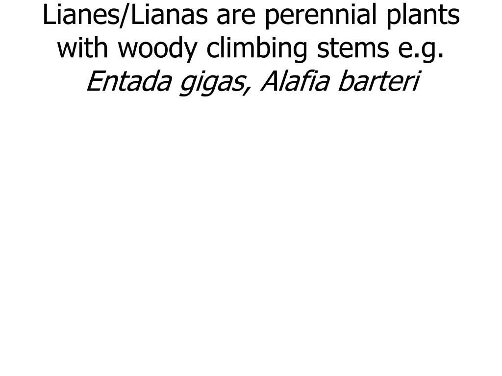 lianes lianas are perennial plants with woody