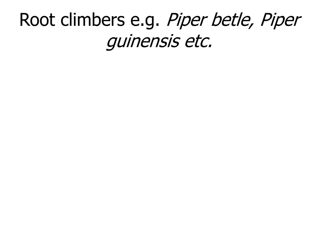 root climbers e g piper betle piper guinensis etc