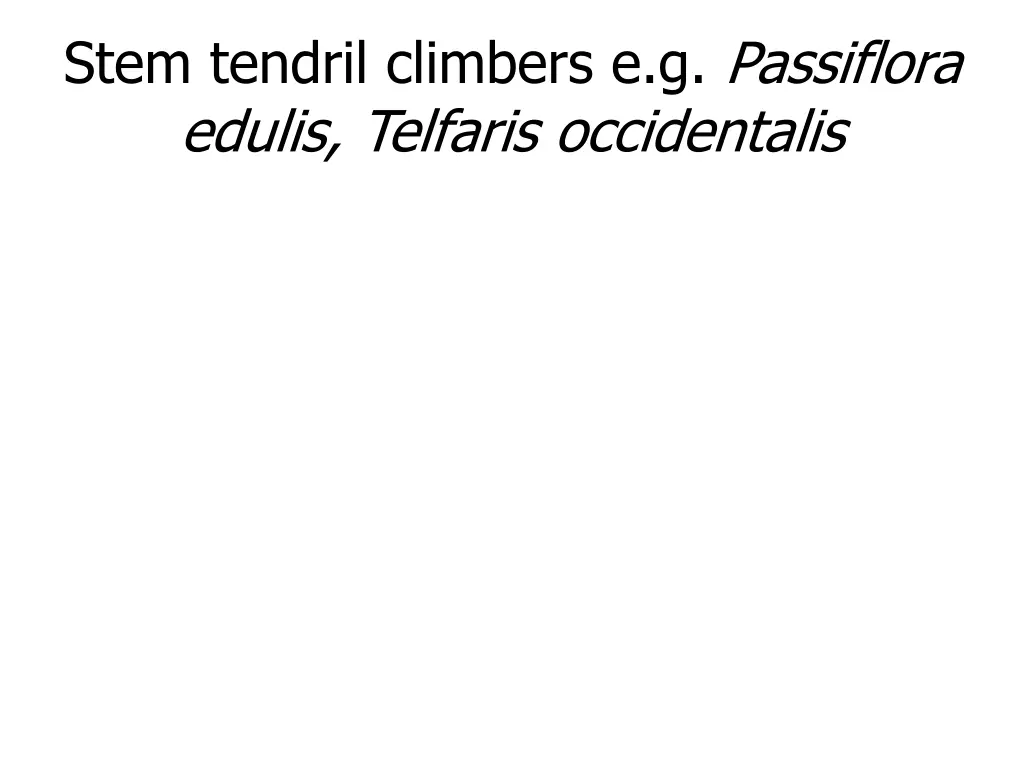 stem tendril climbers e g passiflora edulis