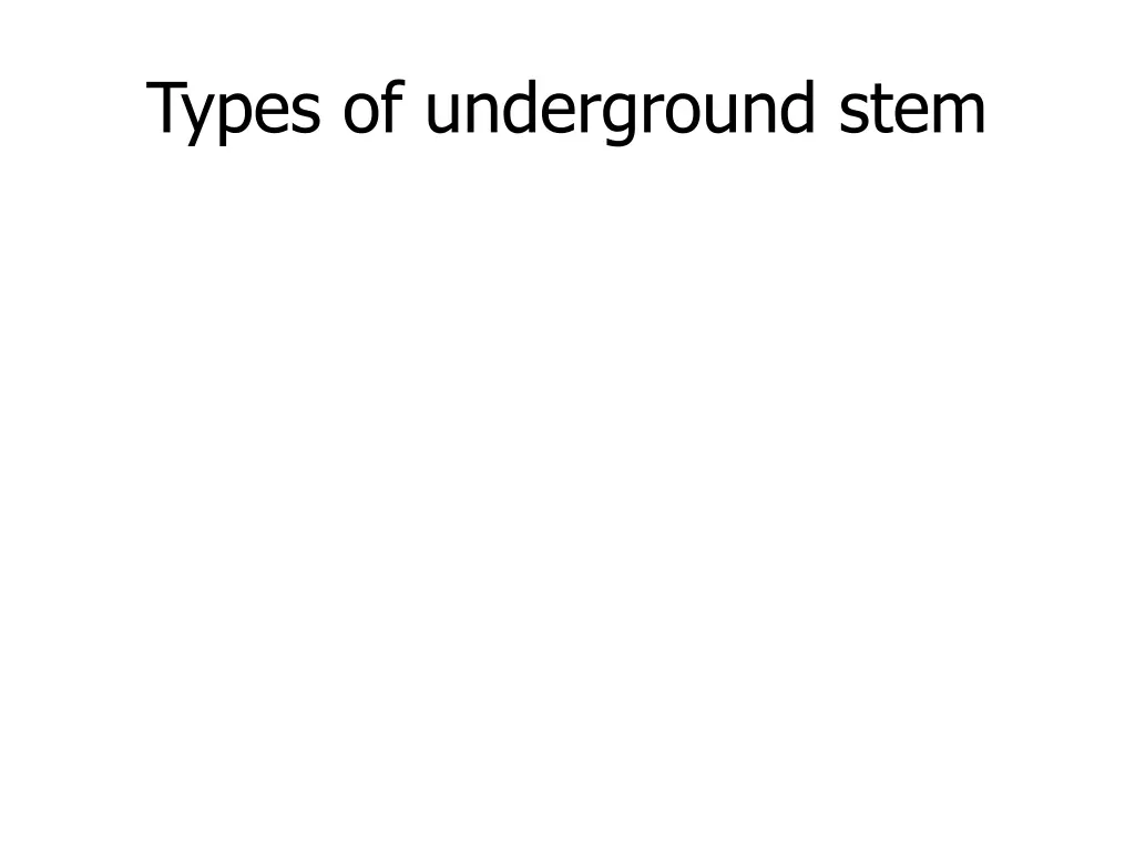 types of underground stem