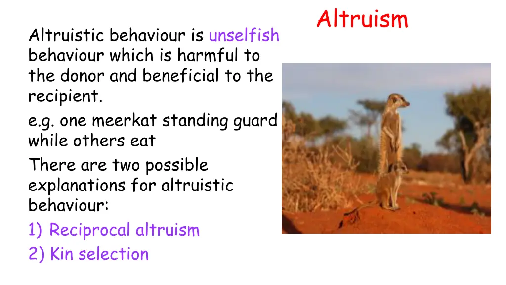 altruism 1