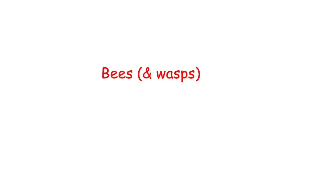 bees wasps