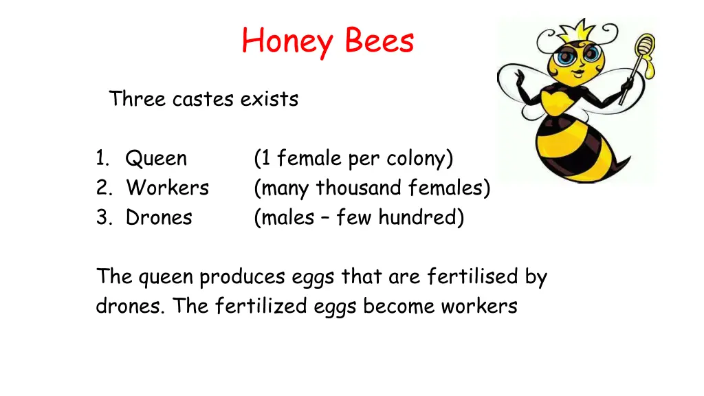 honey bees