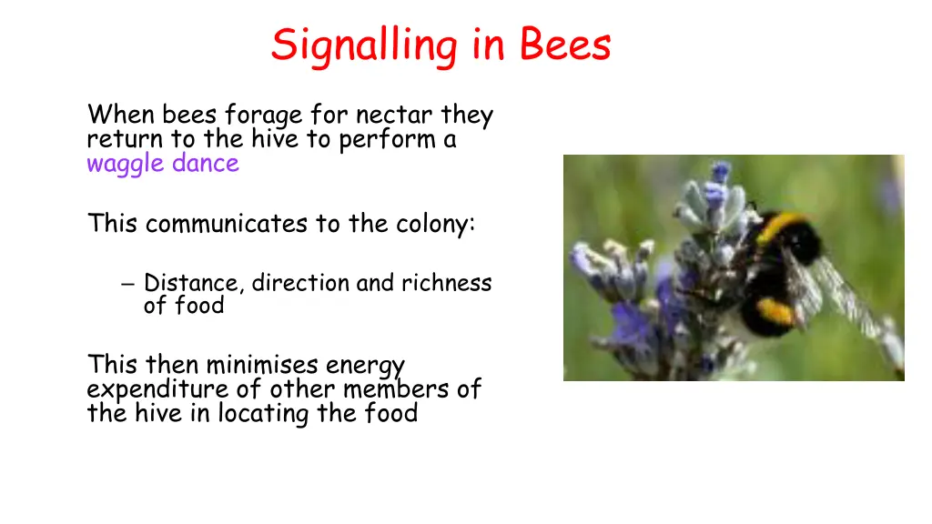 signalling in bees